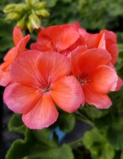 Flowers - PleasantValleyGreenhouse