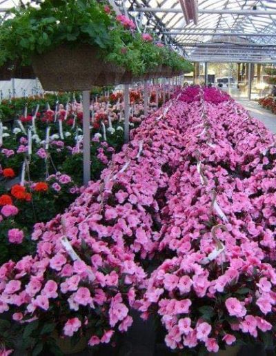 Greenhouse Flowers