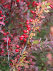 barberry