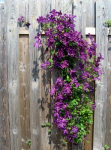 clematis vine