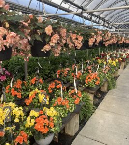 Greenhouse Flowers - Hanging Baskets