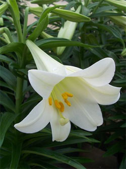 Easter Lily