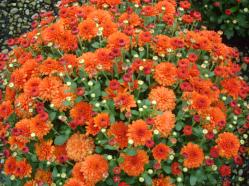 Fall Mum - Orange