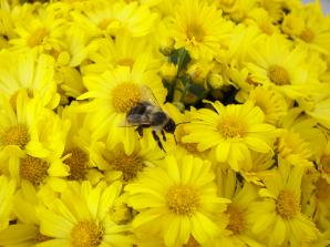 Easter flower - yellow