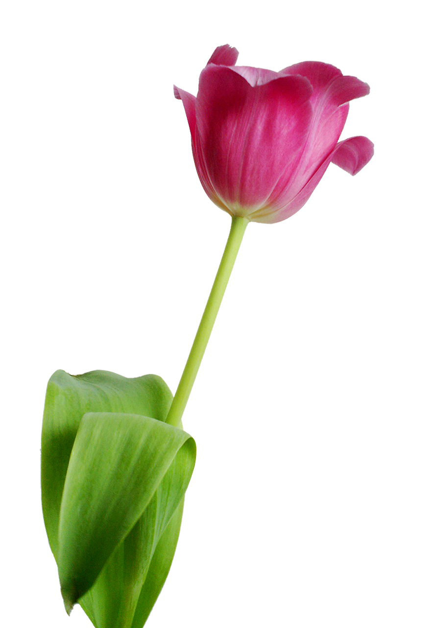 tulip