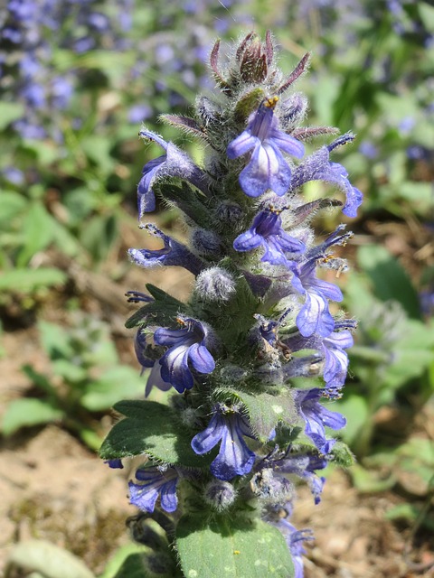 Bugleweed