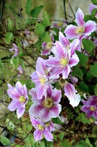 clematis