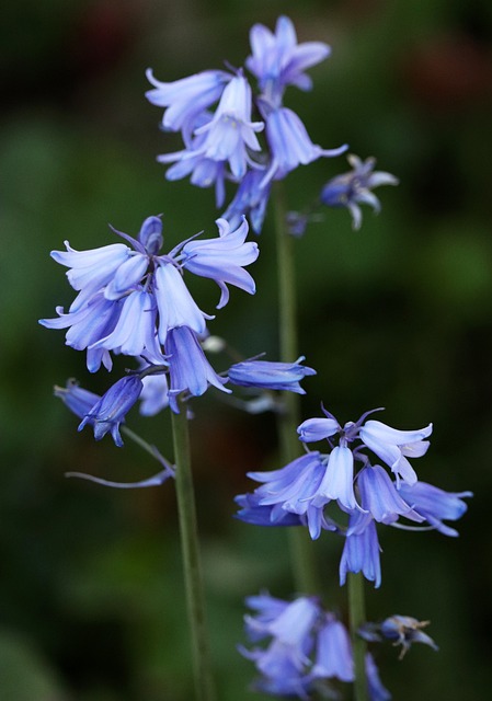 clematis