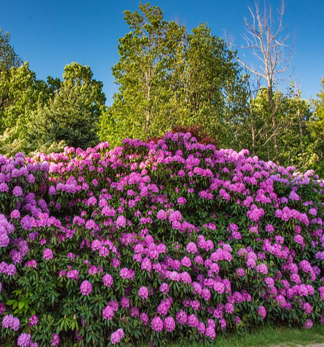 Rhododendron