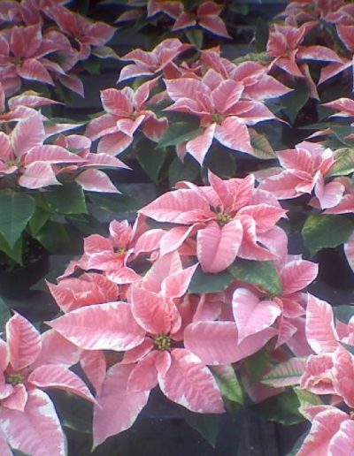 Marble Star Poinsettias