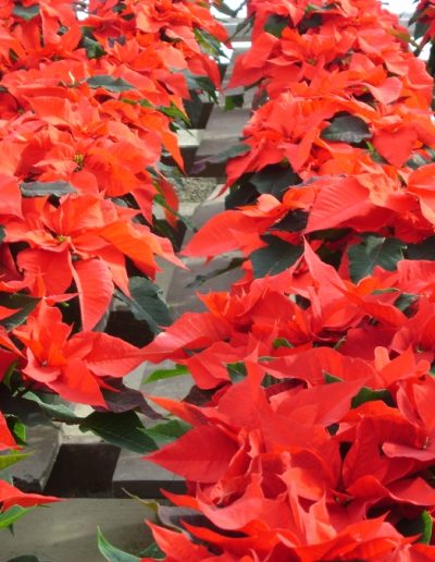 Poinsettias