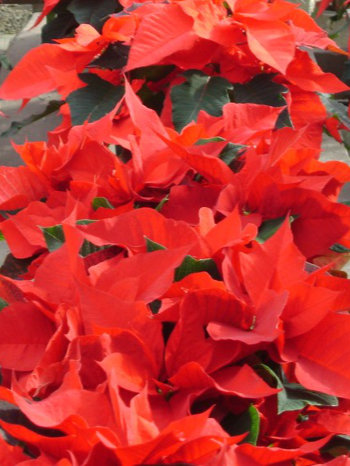 Poinsettias