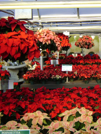 Poinsettias