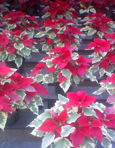 Tapestry Poinsettias