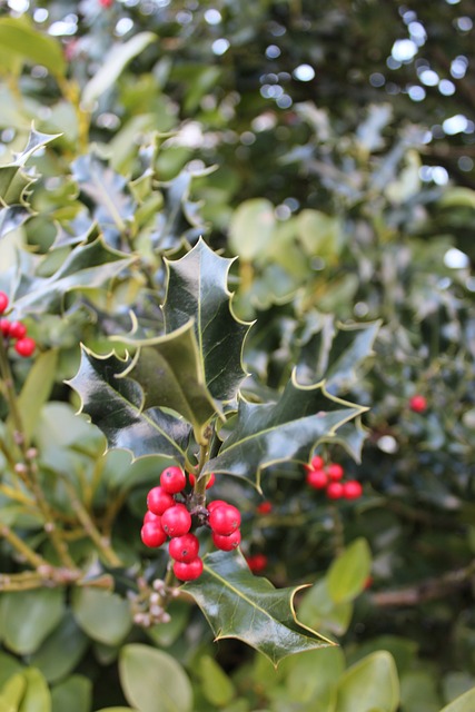 Holly Bush