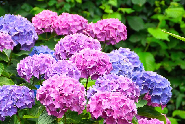 Hydrangea